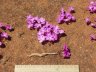Calandrinia primuliflora-3.jpg